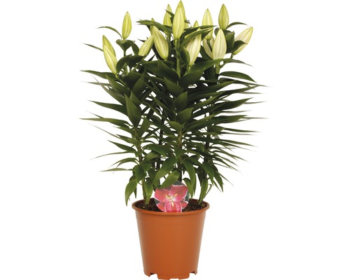 Crin în ghiveci cu flori încă închise