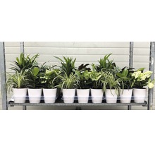 Plante verzi mix Esy Care ghiveci ceramică Ø 12 cm-thumb-7