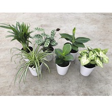 Plante verzi mix Esy Care ghiveci ceramică Ø 12 cm-thumb-6