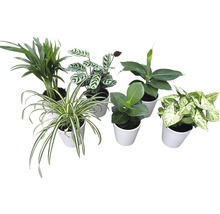 Plante verzi mix Esy Care ghiveci ceramică Ø 12 cm-thumb-5