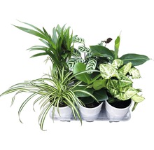 Plante verzi mix Esy Care ghiveci ceramică Ø 12 cm-thumb-4