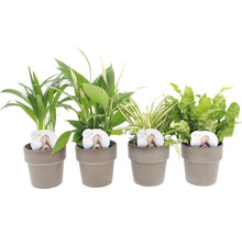 Plante verzi mix Esy Care ghiveci ceramică Ø 12 cm-thumb-3