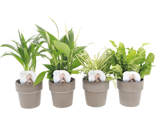 Diverse plante de interior în ghiveci