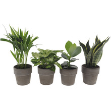 Plante verzi mix Esy Care ghiveci ceramică Ø 12 cm-thumb-2