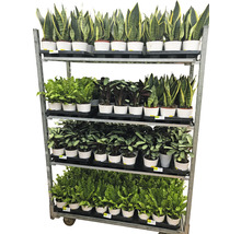 Plante verzi mix Esy Care ghiveci ceramică Ø 12 cm-thumb-1