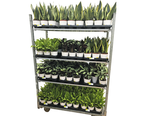 Cărucior cu plante cu diverse plante verzi în ghivece