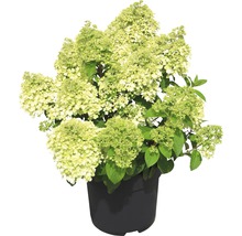 Hortensie paniculata în ghiveci