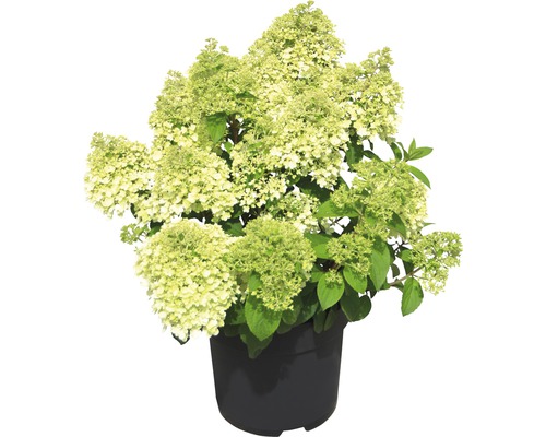 Hortensie paniculata în ghiveci