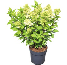 Hortensie paniculată în ghiveci