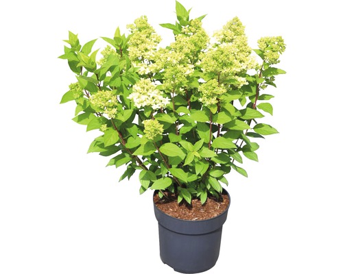 Hortensie paniculată în ghiveci