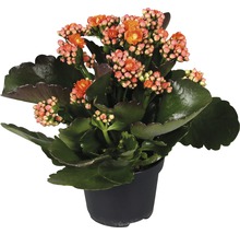 Kalanchoe într-un ghiveci