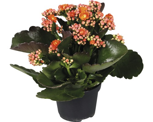 Kalanchoe într-un ghiveci