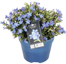 Grozăviță albastră ''Heavenly Blue'' în ghiveci