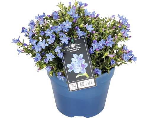 Grozăviță albastră ''Heavenly Blue'' în ghiveci