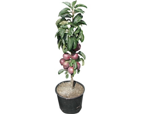 Măr în ghiveci cu mere și frunze