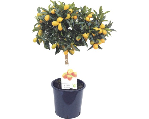 Pom cu citrice Kumquat FloraSelf Citrus japonica ghiveci Ø 21 cm