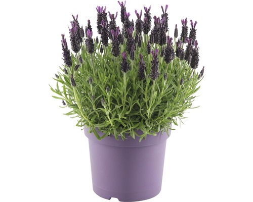 Lavandă FloraSelf Lavandula stoechas 'Anouk' H 35-40 cm ghiveci Ø 19 cm