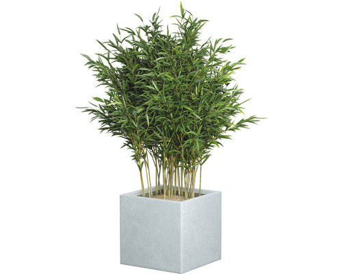 Bambus într-un ghiveci de flori pătrat