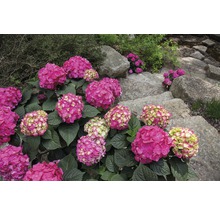 Hortensie Hydrangea macrophylla 'Summer Love' H 20-35 cm Co 5 L roșu