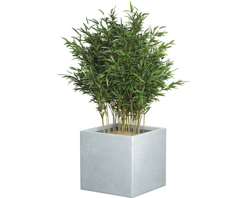 Plantă de bambus în ghiveci pătrat