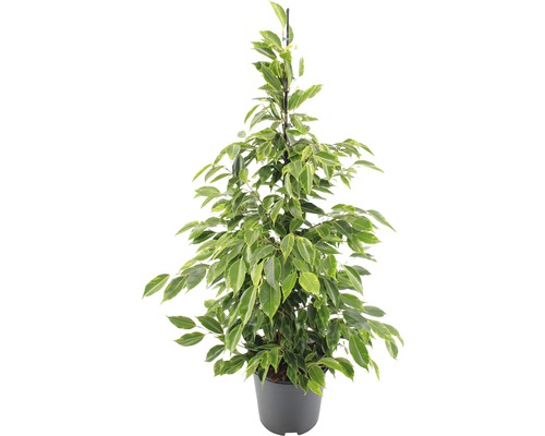 Ficus FloraSelf Ficus benjamina 'Anastacia' H 80-100 cm ghiveci Ø 21 cm