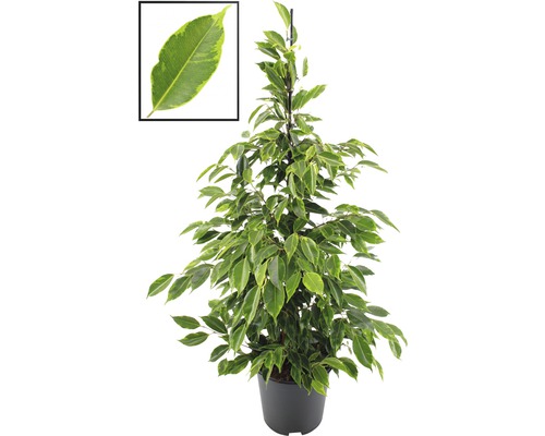 Planta de interior Ficus benjamina în ghiveci cu frunze verde-galbene