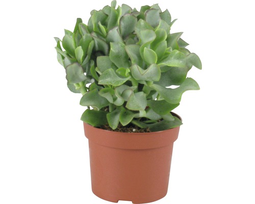 Plantă de interior într-un ghiveci