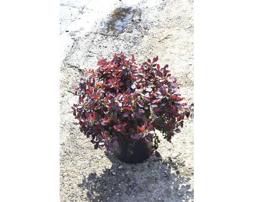 Dracila purpurie FloraSelf Berberis thunbergii 'Atropurpurea Nana' H 20-25 cm Co 2,5 L