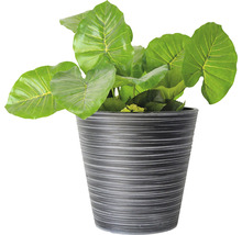 Alocasia artificială într-un vas decorativ