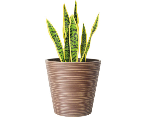 Sansevieria în ghiveci