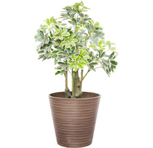 Schefflera plantă de interior în ghiveci