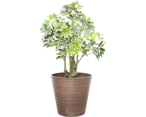 Schefflera plantă de interior în ghiveci