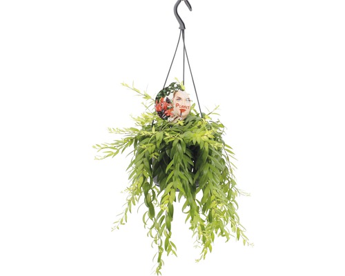 Planta ruj FloraSelf Aeschynanthus-Cultivars 'Japhro' H 25-35 cm ghiveci Ø 15 Plantă suspendată într-un ghiveci cu suport