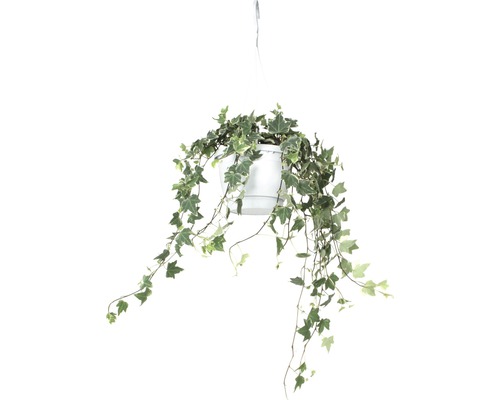 Plantă agățătoare iederă într-un ghiveci