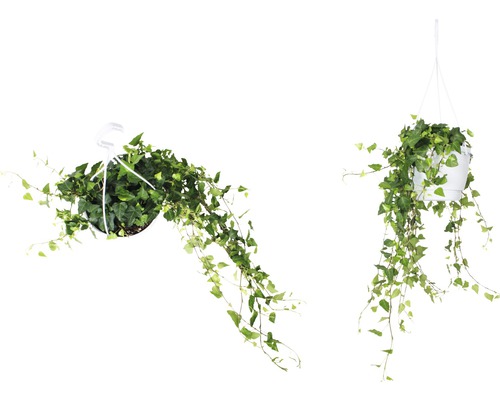 Două plante de iederă în ghivece suspendate