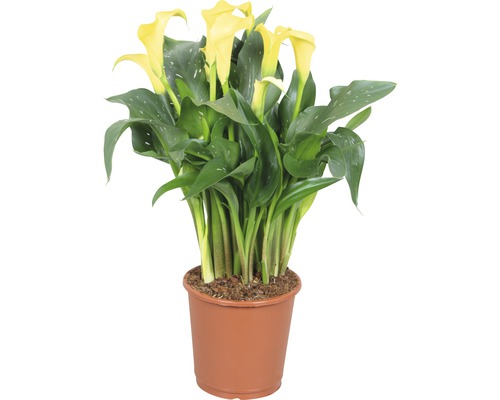 Cală FloraSelf Zantedeschia aethiopica 'Sunclub' H 40-50 cm ghiveci Ø 13 cm galbenă