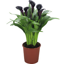 Plantă Calla neagră în ghiveci