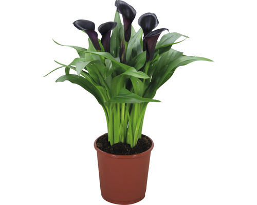 Plantă Calla neagră în ghiveci