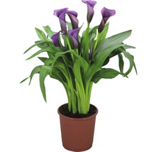 Planta Calla în ghiveci cu flori violet