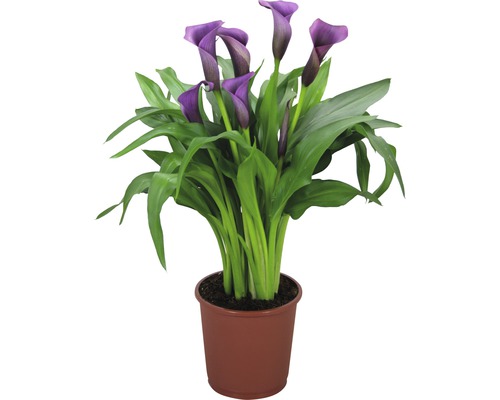 Planta Calla în ghiveci cu flori violet