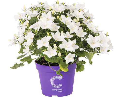 Clopoțel FloraSelf Campanula isophylla 'Atlanta' H 15-17 cm ghiveci Ø 11 cm Clopoțel cu flori albe în ghiveci