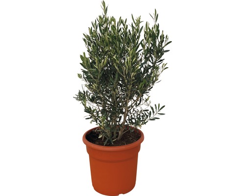 Măslin FloraSelf Olea europaea H 90-110 cm ghiveci Ø 35 cm