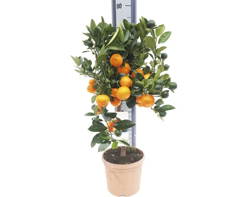 Calamondin FloraSelf Citrus calamondin H 60-70 cm ghiveci Ø 19 cm