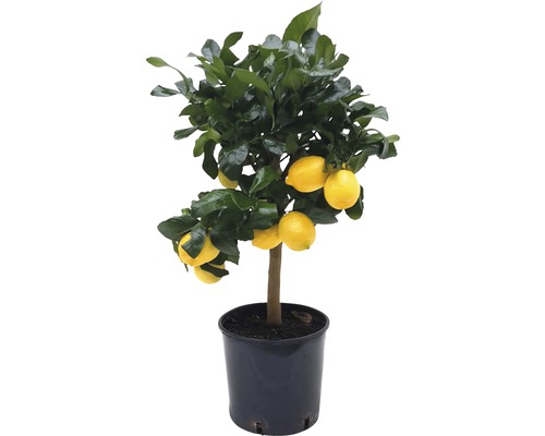 Lămâi FloraSelf Citrus-Cultivars 'Limon' H 65 cm ghiveci Ø 21 cm