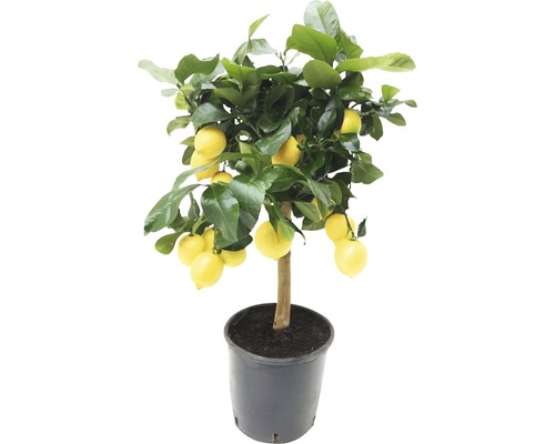 Lămâi în ghiveci cu fructe și frunze