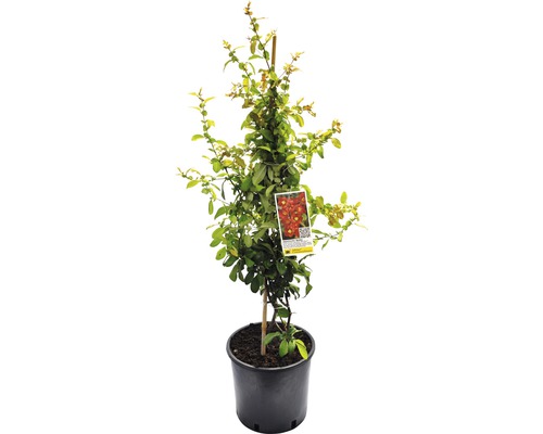 Gutui Japonez FloraSelf Chaenomeles speciosa 'Hot Fire' H 60-80 cm Co 5 L Trandafir arbustiv în ghiveci cu etichetă