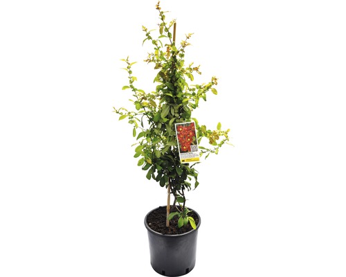 Gutui Japonez FloraSelf Chaenomeles speciosa 'Hot Fire' H 60-80 cm Co 5 L