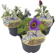 Dedițel FloraSelf Pulsatilla vulgaris ghiveci Ø 13 cm