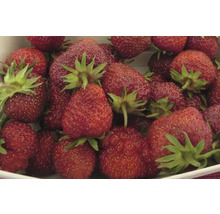 Bio Căpşuni FloraSelf Bio Fragaria x ananassa 'Senga® Sengana®' ghiveci Ø 9 cm