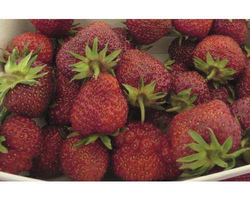 Bio Căpşuni FloraSelf Bio Fragaria x ananassa 'Senga® Sengana®' ghiveci Ø 9 cm Prim-plan cu căpșuni coapte